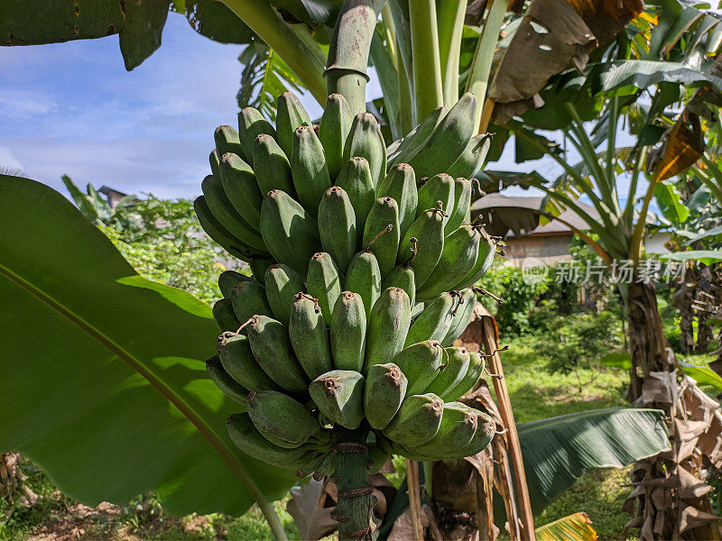 kepok香蕉(Musa acuminata × balbisiana)在树上